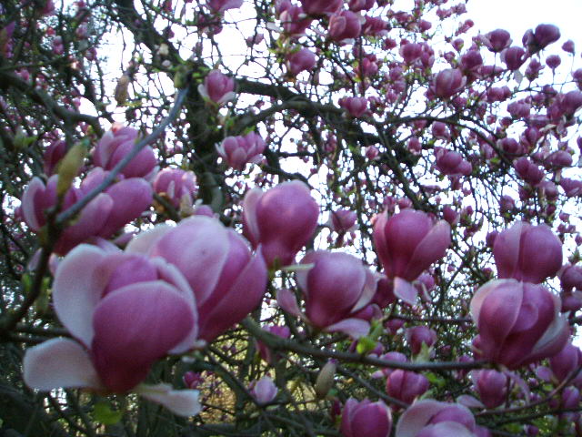 planta 'must' de la semana: Magnolia soulangeana – Paisaje Libre