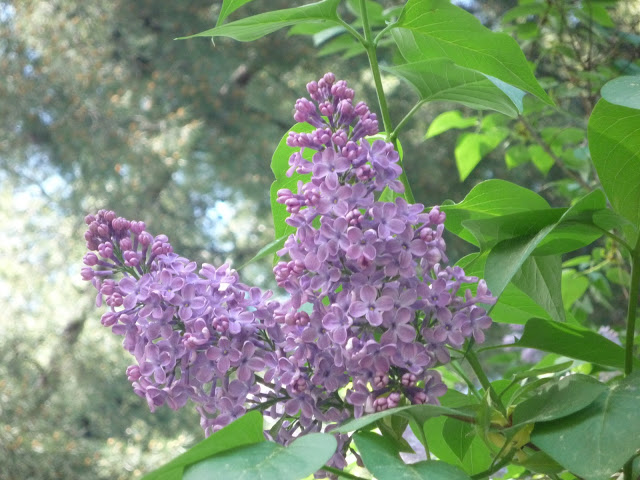 planta de la semana: Syringa vulgaris o lilas – Paisaje Libre